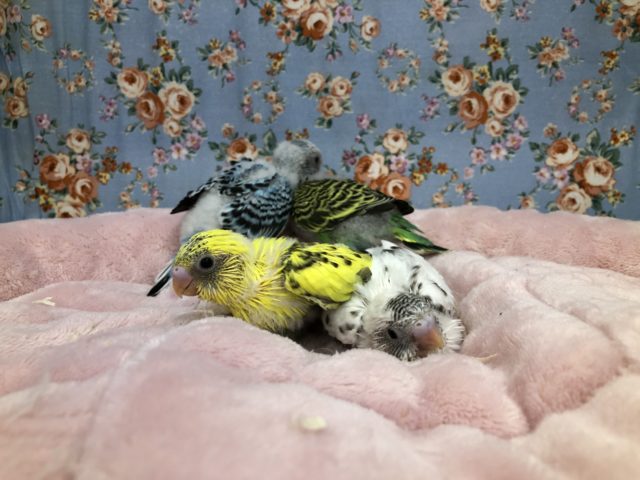 セキセイインコ