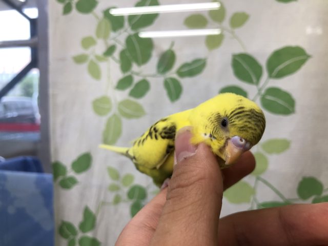 セキセイインコ