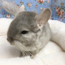 チンチラ（シナモン）女の子　２０２１年３月生まれ