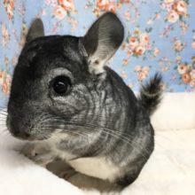 チンチラ（グレー）男の子　２０２１年２月生まれ