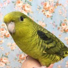 サザナミインコ（オリーブ）２０２１年４月生まれ