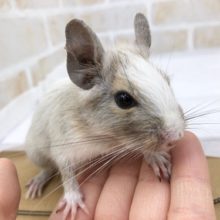 白多めの美人さん！デグー（サンドパイド）　女の子