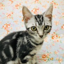 スッキリフェイスのアメショーくんいるよ！