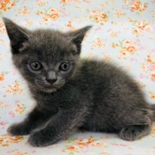 クリッとした瞳が可愛らしいね！ブリティッシュくんきたよ！