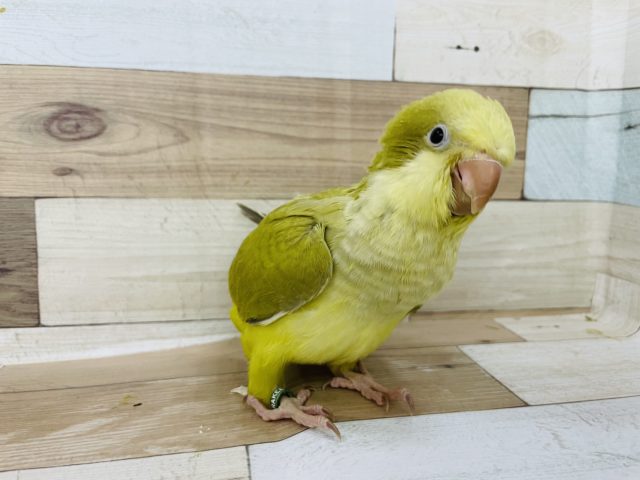 オキナインコ