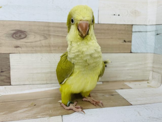 オキナインコ