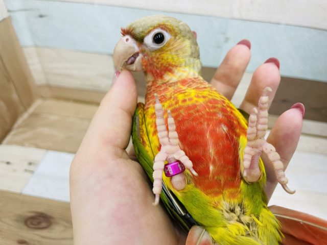 ホオミドリウロコインコ