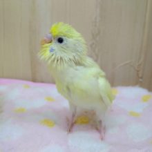 最新の可愛いナデナデ動画あり！淡いクリームカラーのセキセイさんいますよ〜