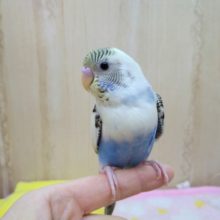 可愛い動画あり！ベタ慣れセキセイ4色ハルクインさんいますよ〜