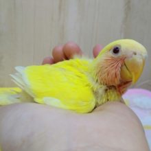 ルビーの様にキレイな目がチャームポイント！小桜インコさん来ました〜