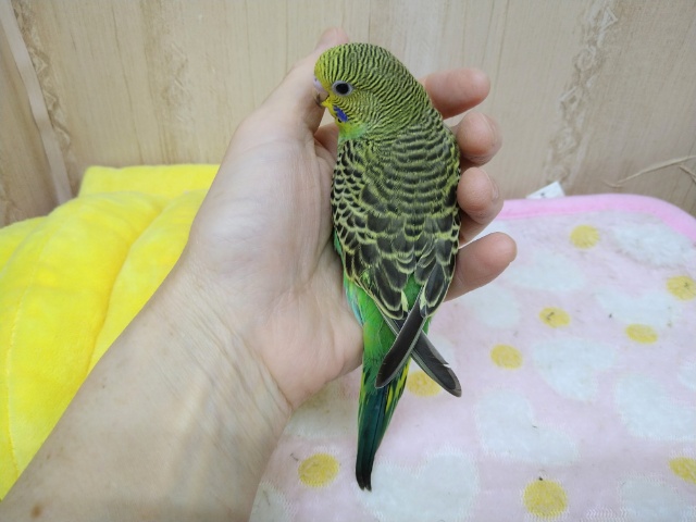 セキセイインコ