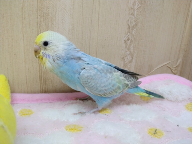 セキセイインコ