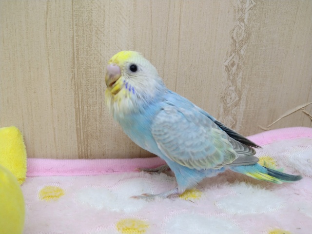 セキセイインコ