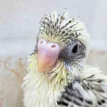 人気カラー、4色ハルクィンセキセイインコ