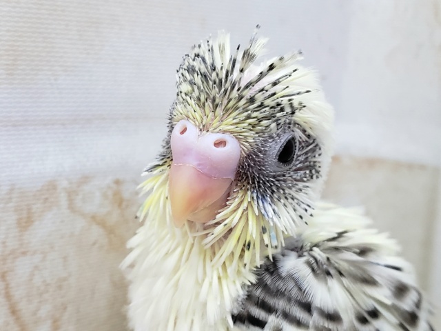 人気カラー、4色ハルクィンセキセイインコ