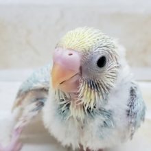 美種！パステルレインボーパイド