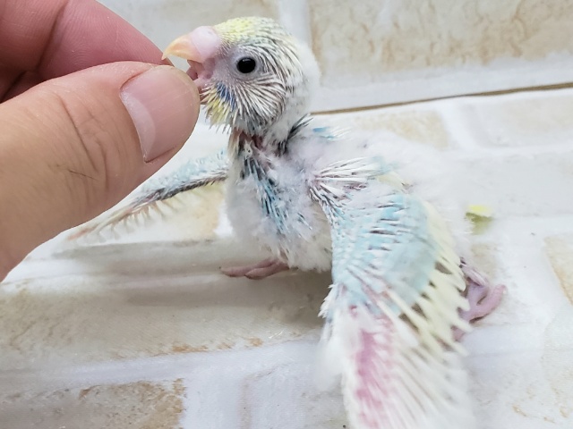 セキセイインコ