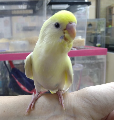 セキセイインコ