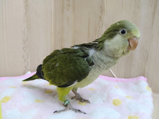 オキナインコ