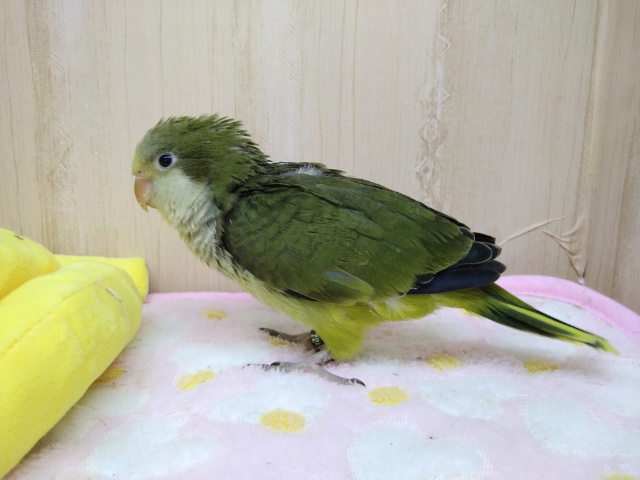 オキナインコ