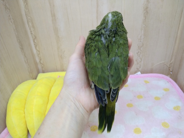 オキナインコ