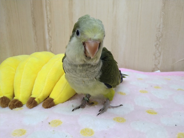 オキナインコ