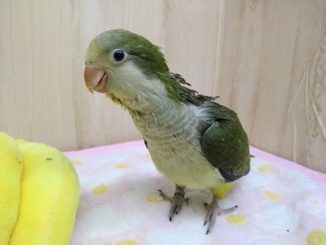 オキナインコ