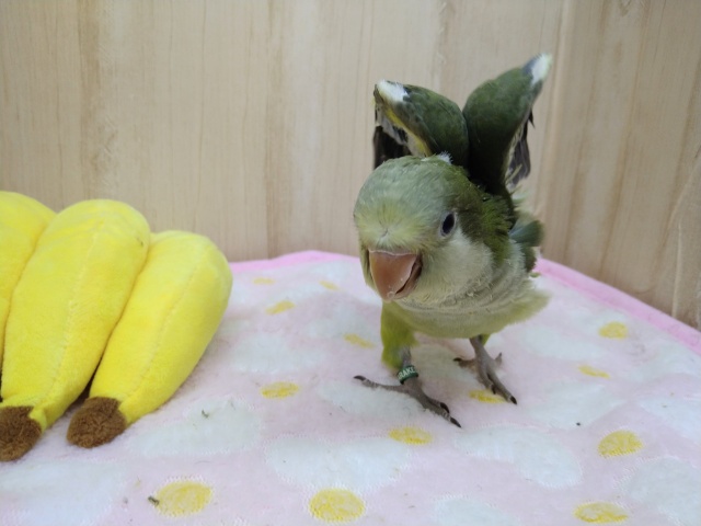 オキナインコ