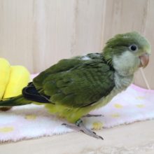 可愛いパタパタ動画あり！抹茶カラーのオキナインコさん来ました〜