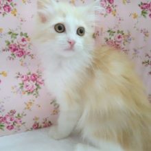 おしとやかな～ サイベリアン 女の子♪