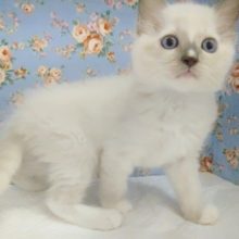 慎重派？ラグドール 男の子♪