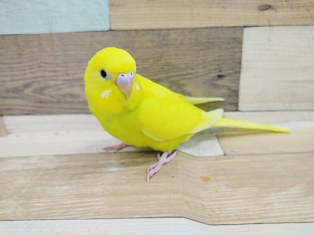 最新画像更新！！！お待ちの方が多いコですーー　セキセイインコ　ダブルファクター