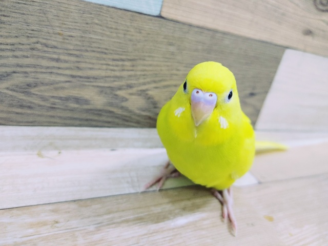 セキセイインコ