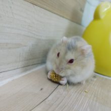 レアです！！ルビーアイのハムスターちゃん入荷しています💓
