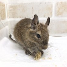 手のひらサイズ！デグー（ノーマル）　女の子