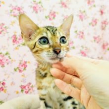 再入舎しました♥️ベンガルの女の子！！