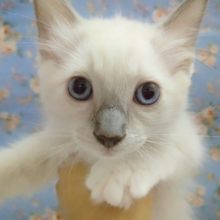 大人っぽい顔立ちの！ラグドール 男の子♪