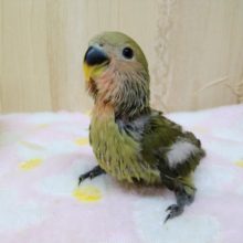 濃いめなお抹茶カラー！小桜インコオリーブ来ました〜