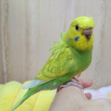 羽衣セキセイインコ の販売一覧 東京からもほど近い 千葉県 神奈川県 埼玉県のペットショップ