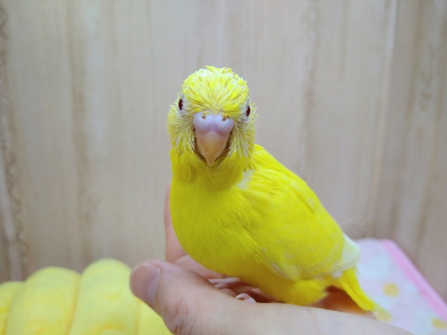 セキセイインコ