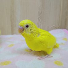鮮やかな黄色に真っ赤な目！セキセイインコルチノー来ましたよ〜