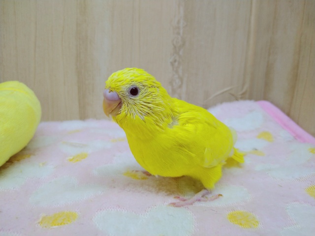 鮮やかな黄色に真っ赤な目！セキセイインコルチノー来ましたよ〜