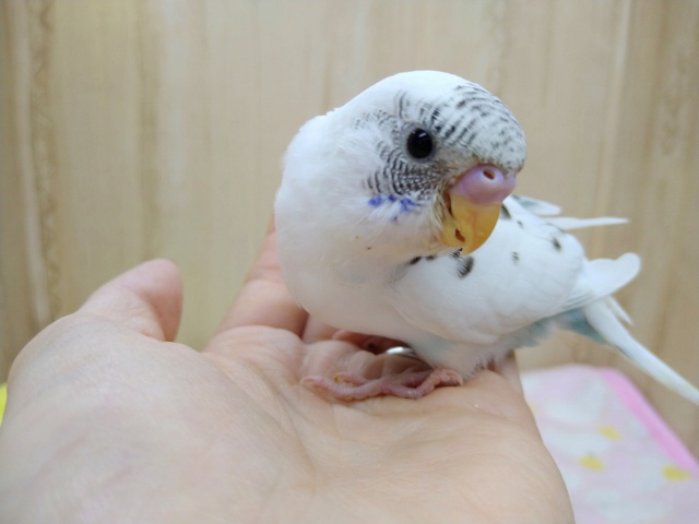 ゴマ塩カラーのセキセイインコさん、来ましたよ〜！