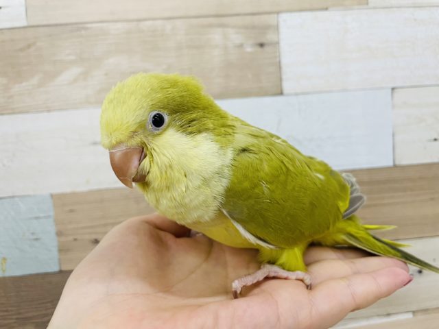 オキナインコ