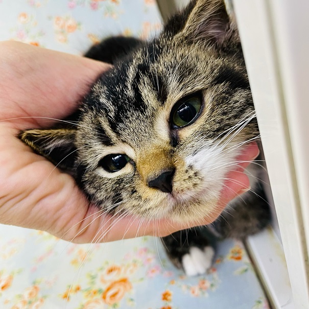 アメリカンショートヘア