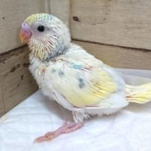 美！！☆☆　セキセイインコ～～