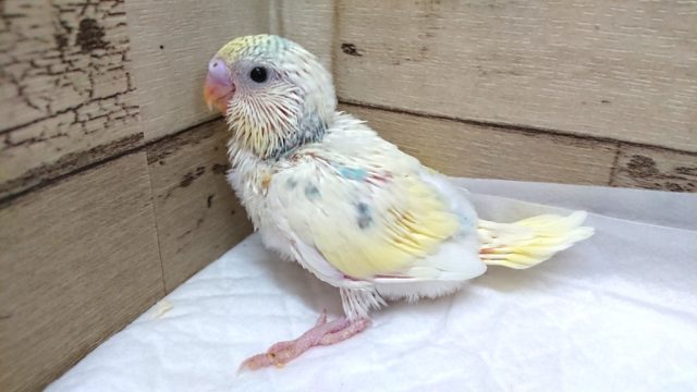 美！！☆☆　セキセイインコ～～