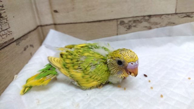 食後の甘えタイムが楽しみのようです　セキセイインコ　スパングル