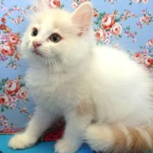 おしとやか上品なコ☆サイベリアンくん