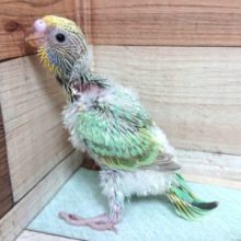 人気の高いカラーのコです☆セキセイインコ　パステルカラーレインボー